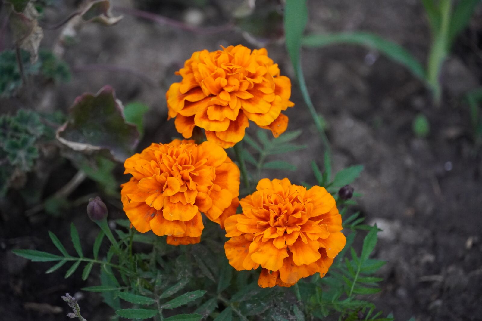 Sony a6400 sample photo. Orange flower, natura, plant photography