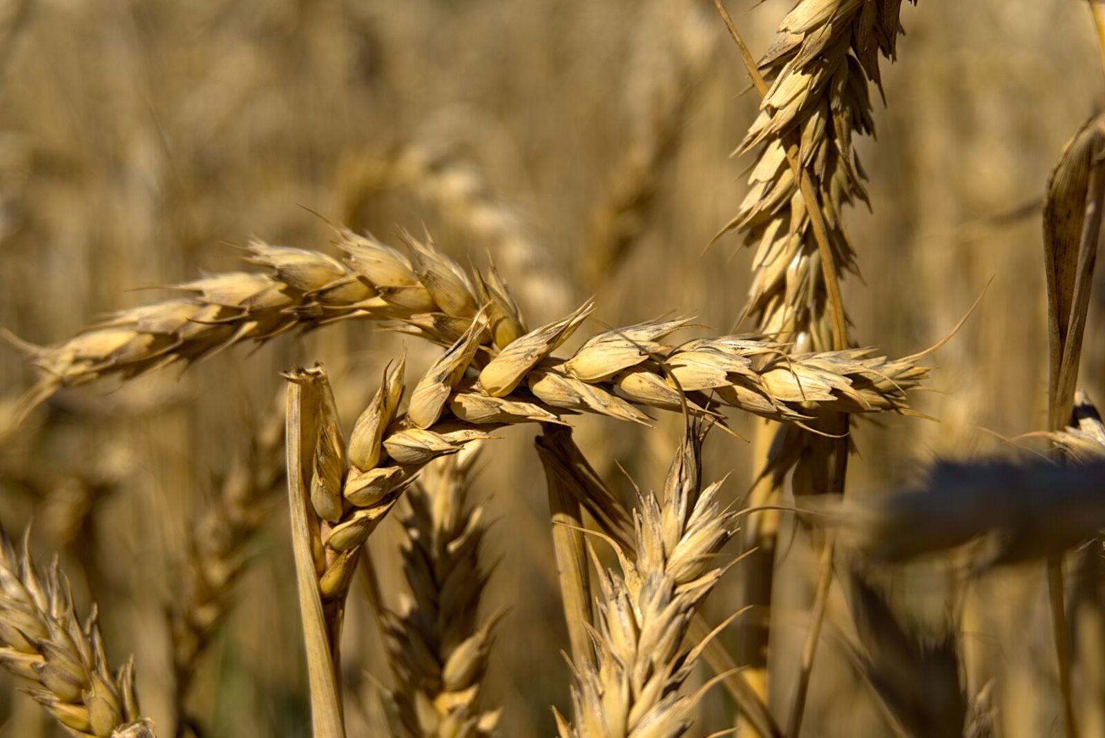 Sony a6000 sample photo. Spike, wheat, grain photography