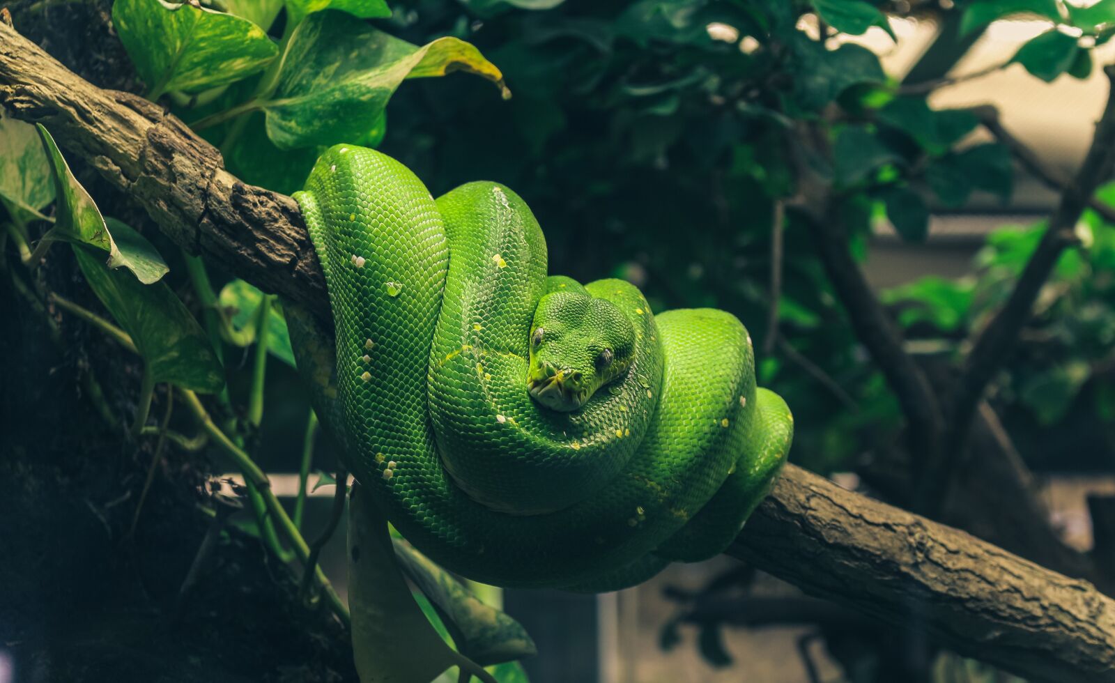 Canon EOS 700D (EOS Rebel T5i / EOS Kiss X7i) sample photo. Python, snake, reptile photography