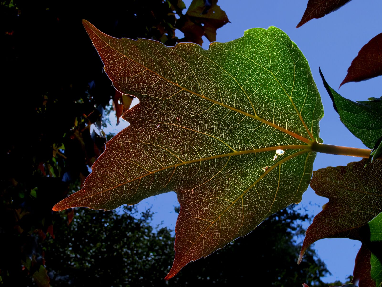 Canon PowerShot G12 sample photo. Plant, leaf, wine partner photography