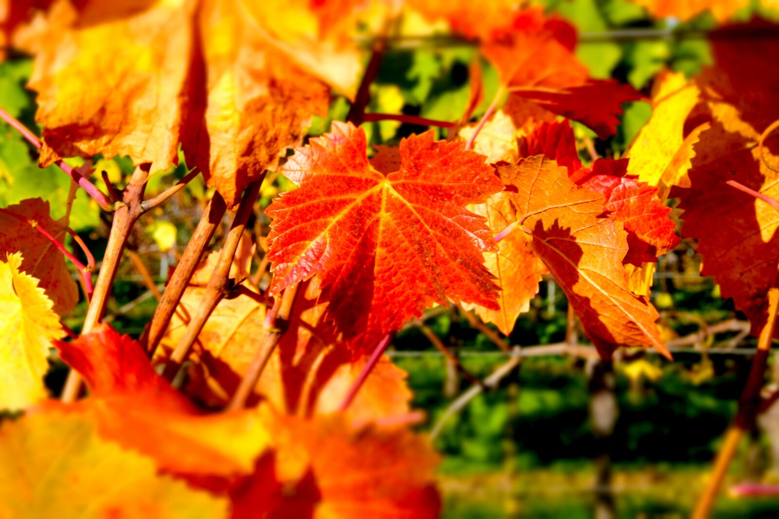 Fujifilm X-T20 sample photo. Wine leaf, autumn, wine photography