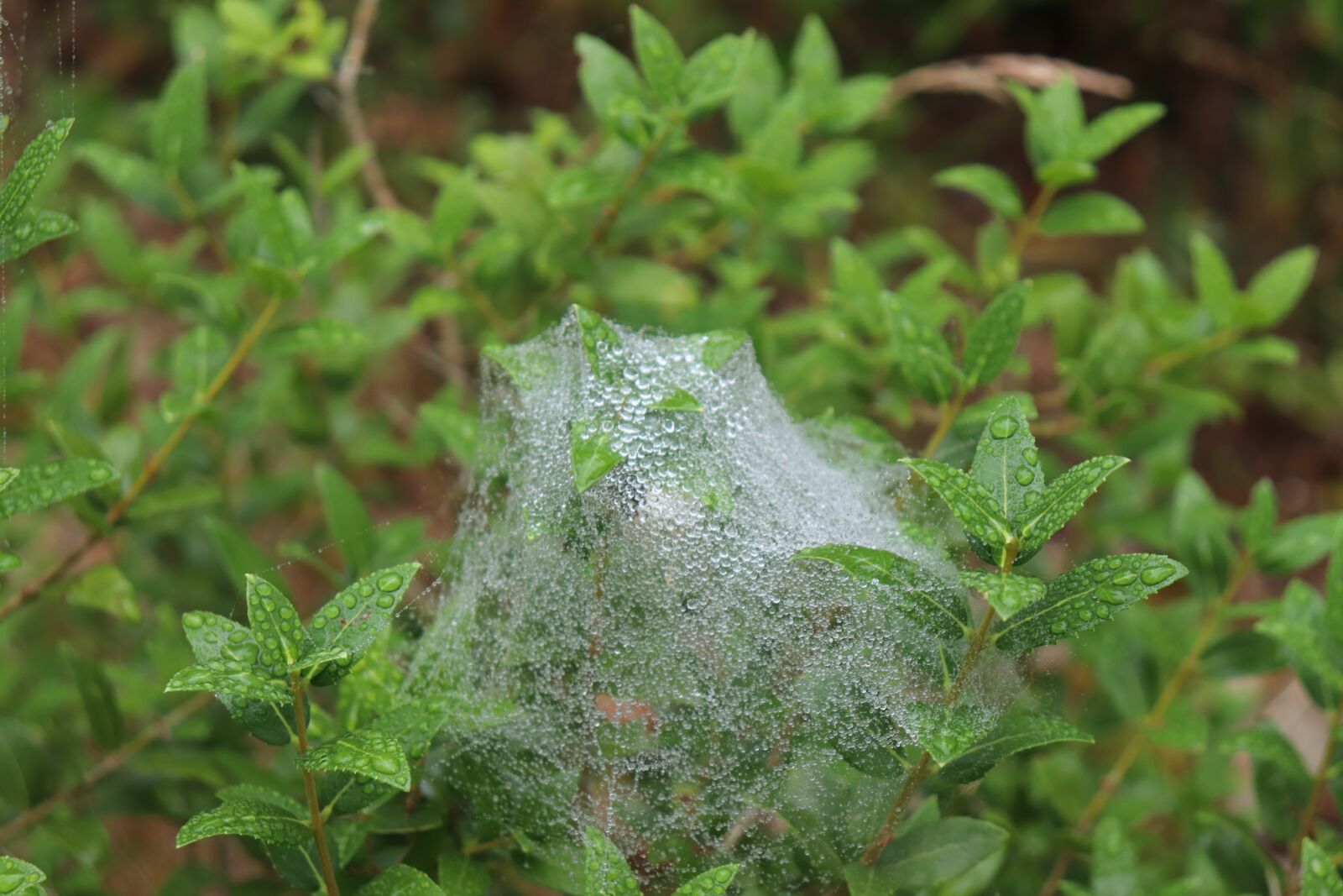Canon EOS 800D (EOS Rebel T7i / EOS Kiss X9i) sample photo. Shrubs, foliage, nature photography