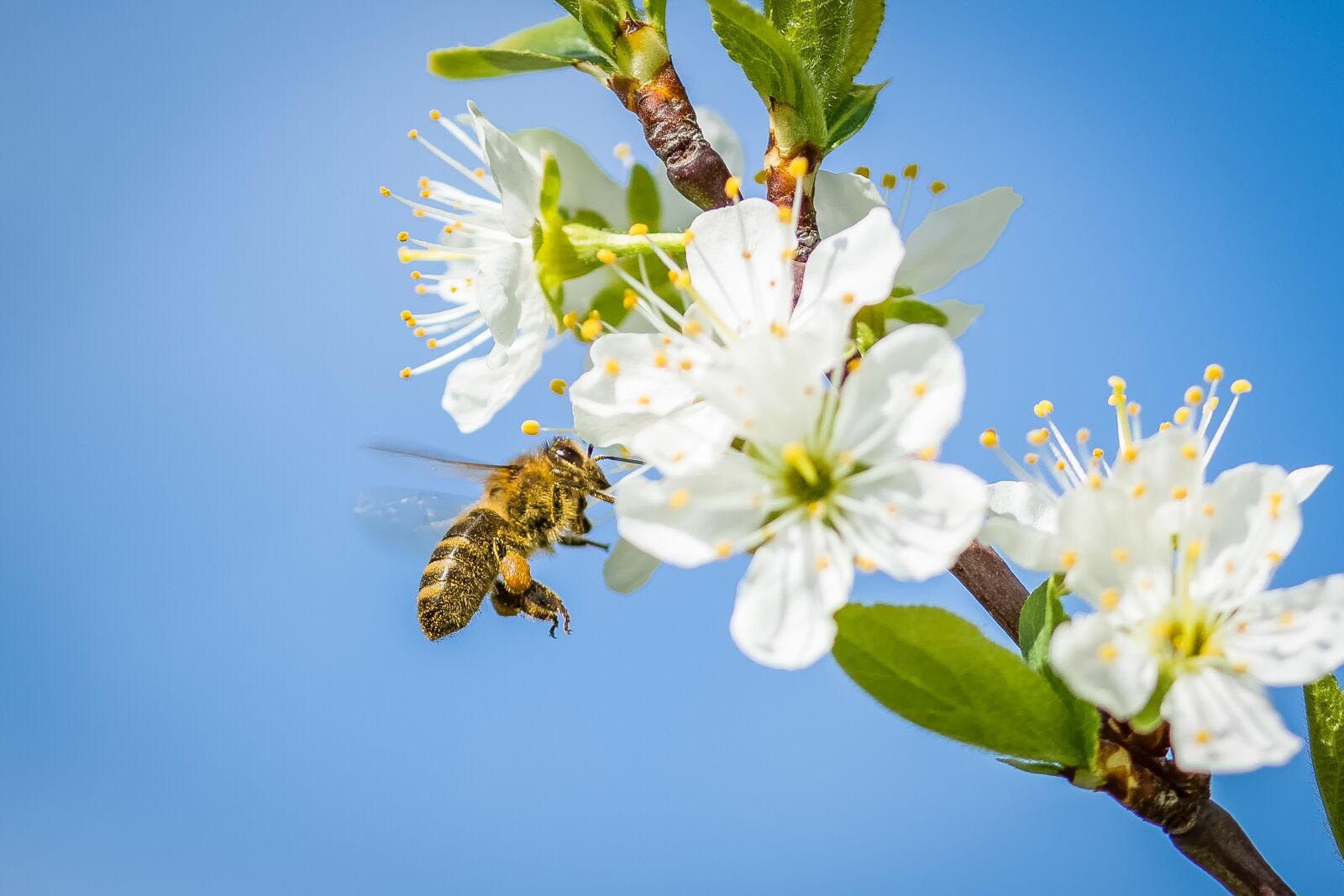 Nikon D7200 sample photo. Bee, cherry blossom, spring photography