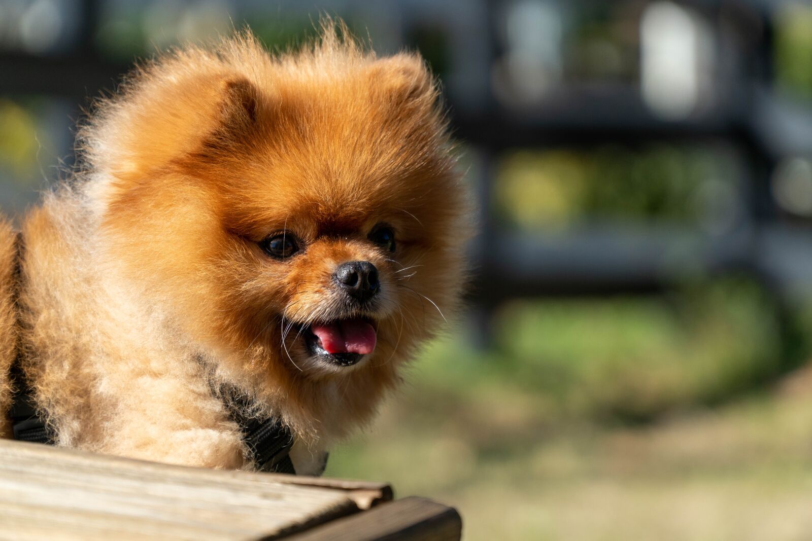 Sony a6500 sample photo. Pomeranian dog, happy puppy photography