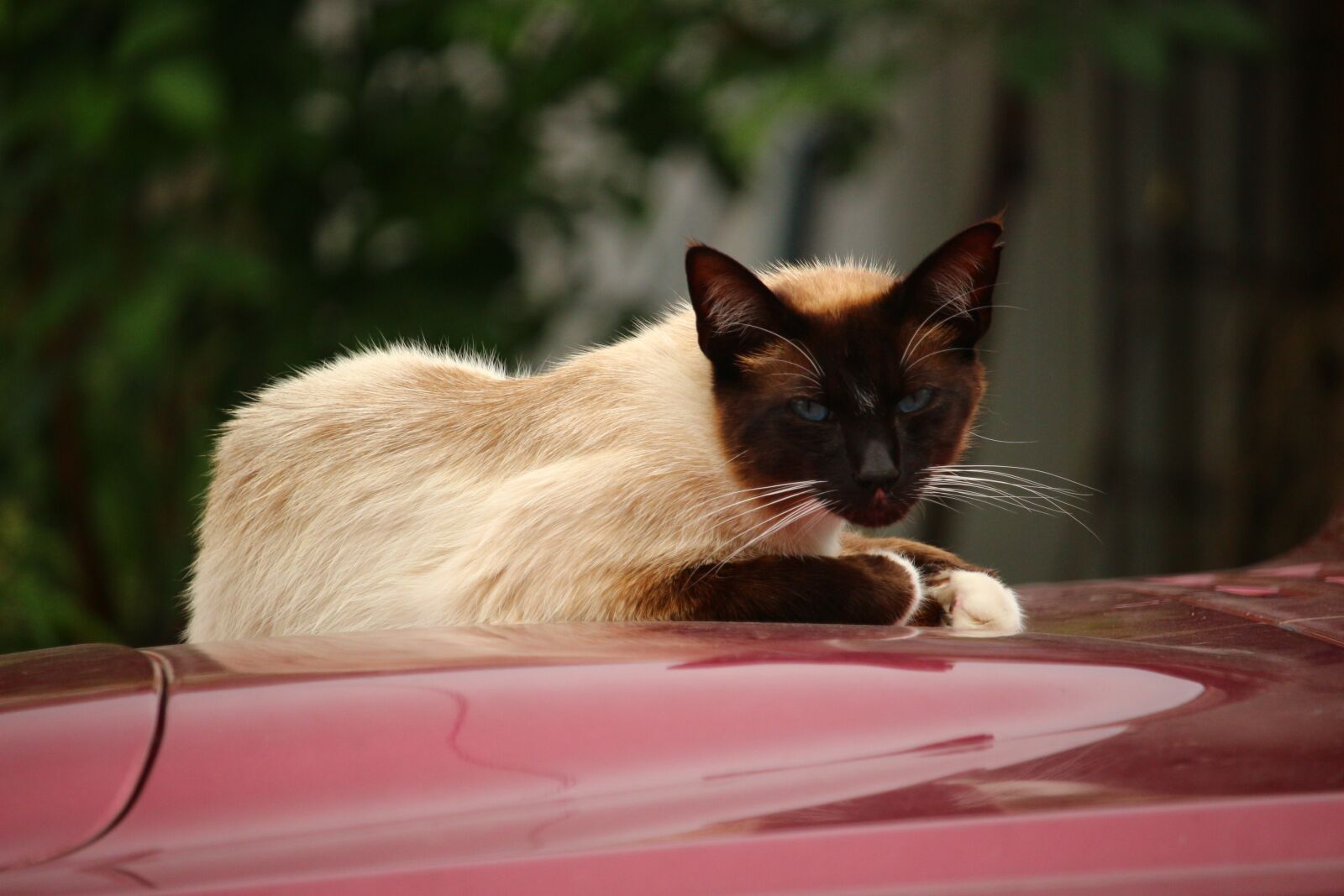 Canon EOS 100D (EOS Rebel SL1 / EOS Kiss X7) sample photo. Cat, mieze, kitten photography