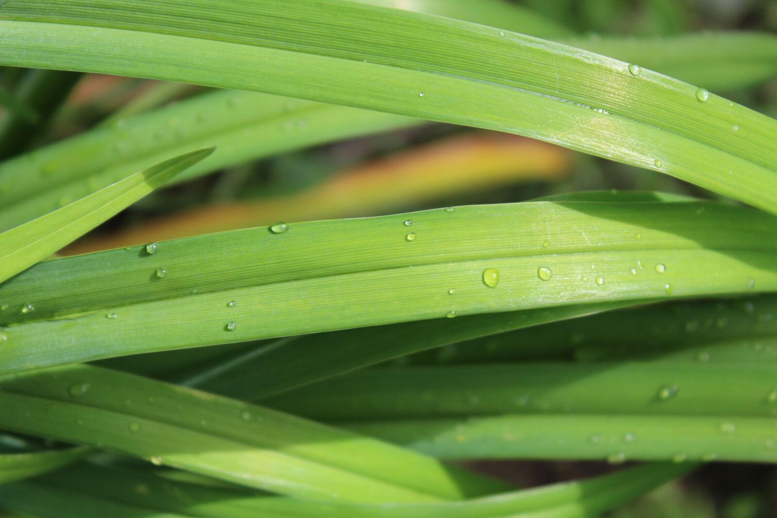 Canon EOS 1200D (EOS Rebel T5 / EOS Kiss X70 / EOS Hi) sample photo. Grass, nature, raindrop photography