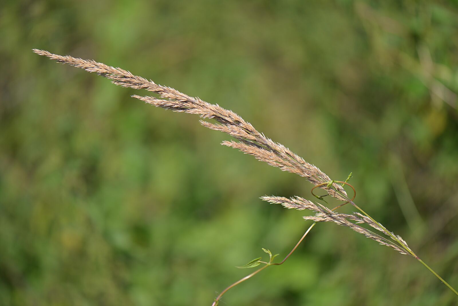 Nikon D610 sample photo. Blade of grass, nature photography