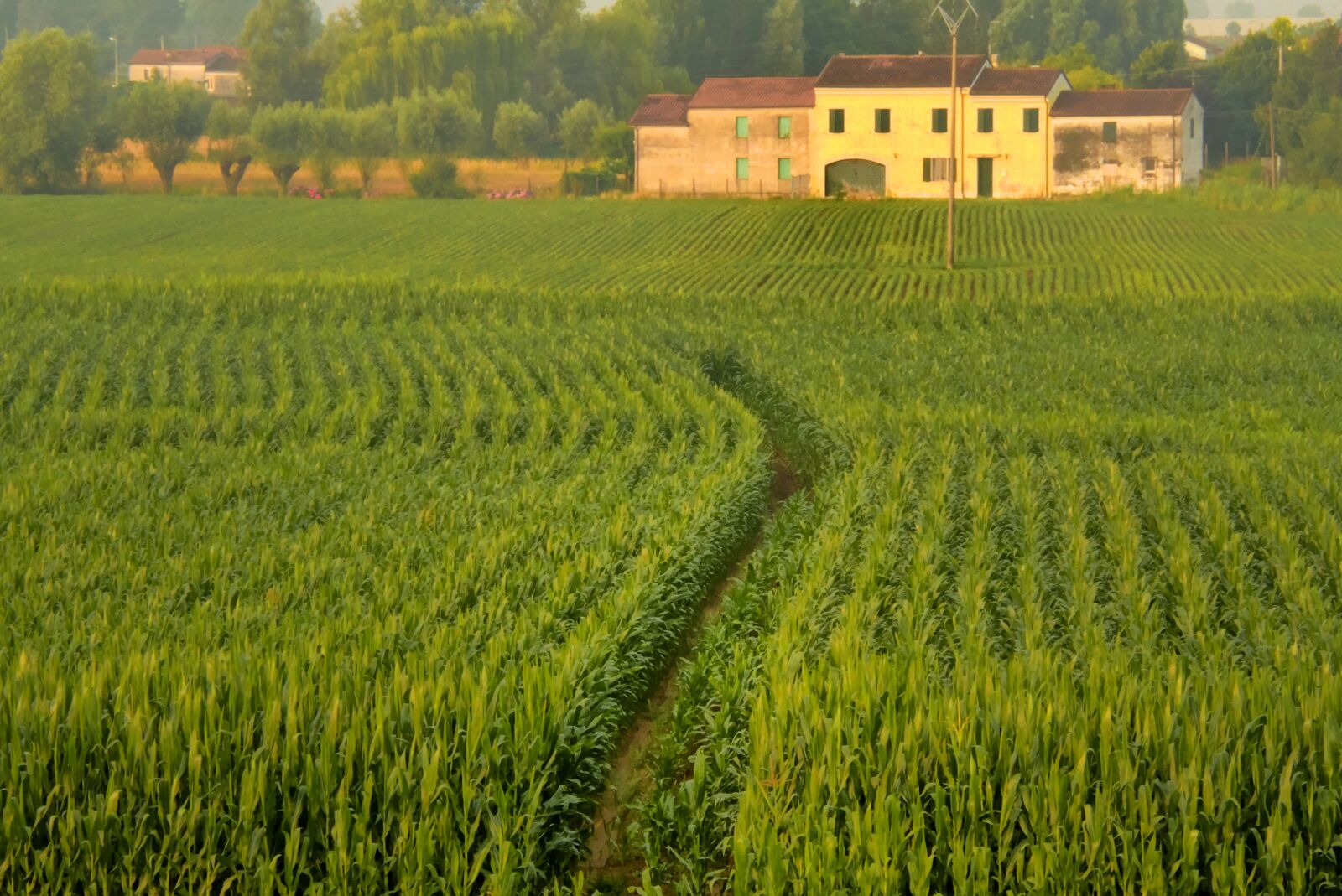 Canon EOS 7D sample photo. Crop, landscape, agricultural photography