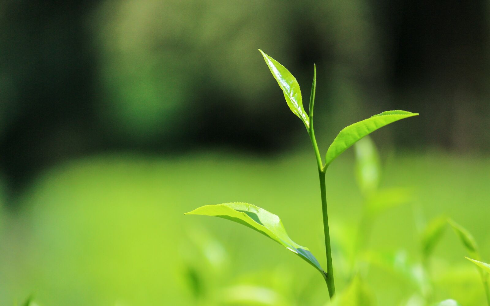 Canon EF-S 55-250mm F4-5.6 IS II sample photo. Tea, ceylontea, srilanka photography