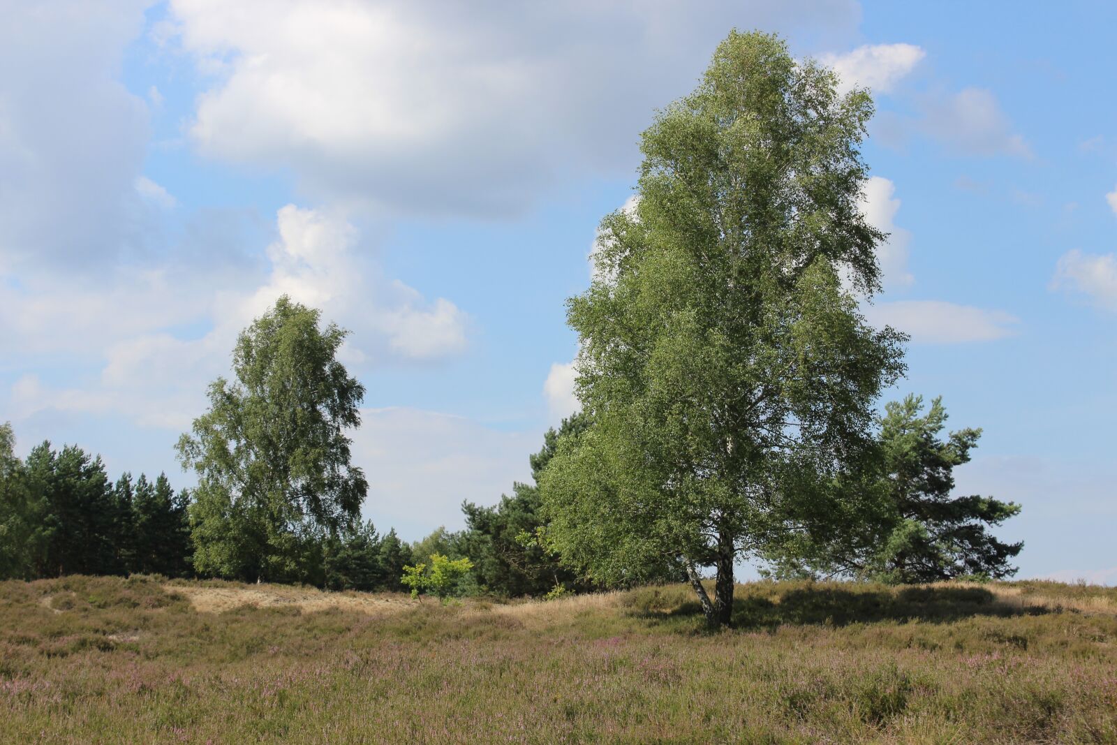Canon EOS 600D (Rebel EOS T3i / EOS Kiss X5) sample photo. Heide, heathland, nature photography