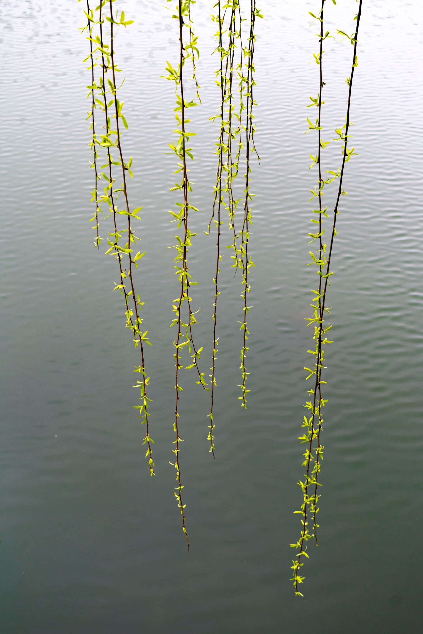 Nikon D3400 sample photo. Water, willow, switchgrass photography