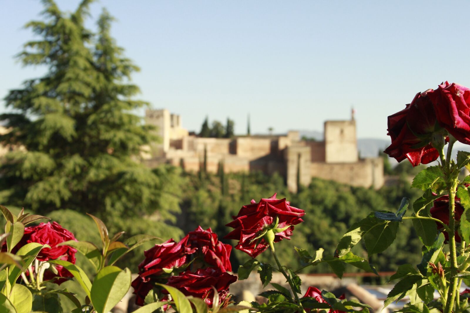 Canon EOS 500D (EOS Rebel T1i / EOS Kiss X3) sample photo. Alhambra, flower, landscape photography