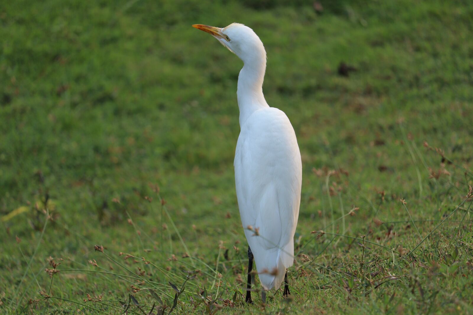 Canon EOS 250D (EOS Rebel SL3 / EOS Kiss X10 / EOS 200D II) sample photo. Stork, white, kerala photography