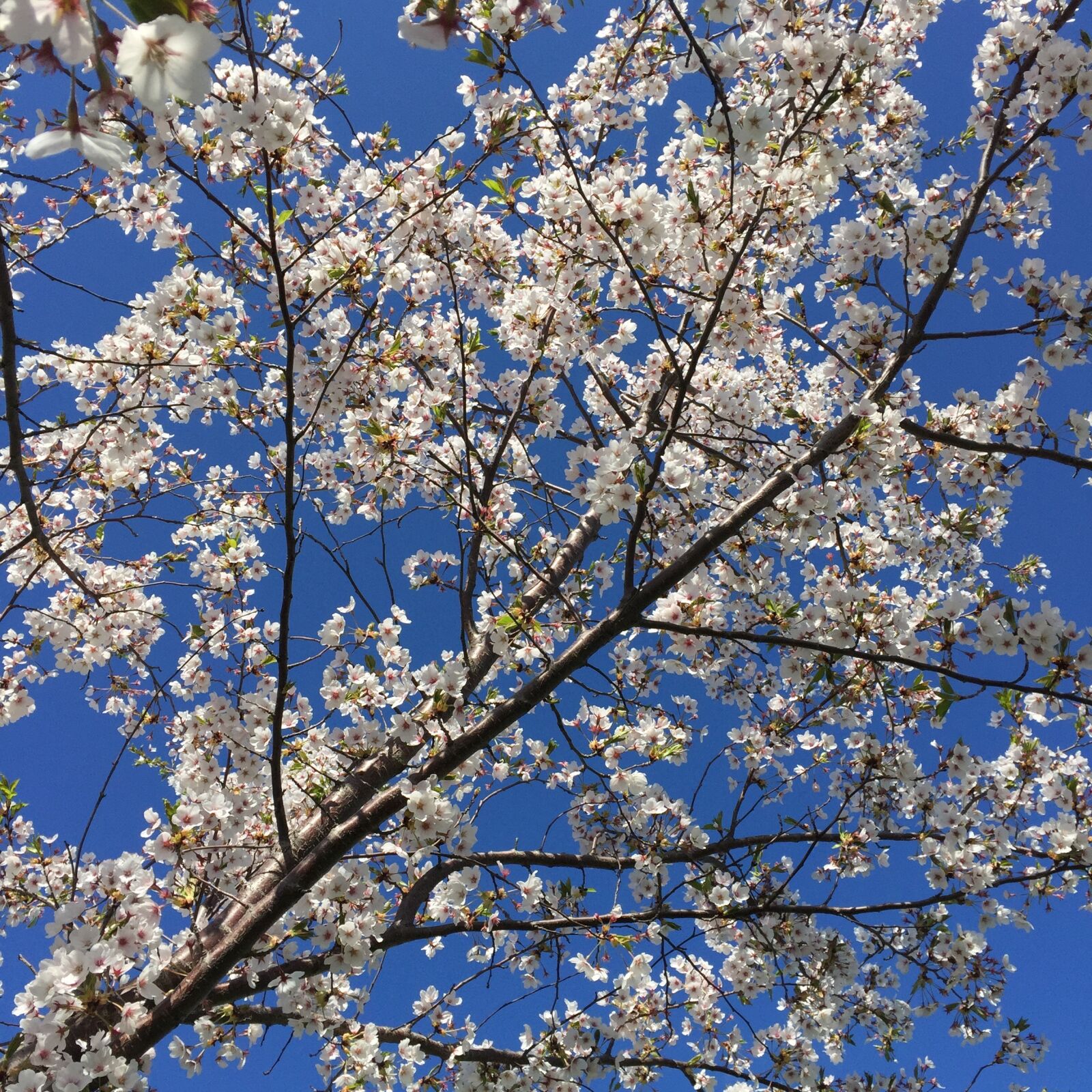 Apple iPhone 6 sample photo. Blossoms, sky, nature photography