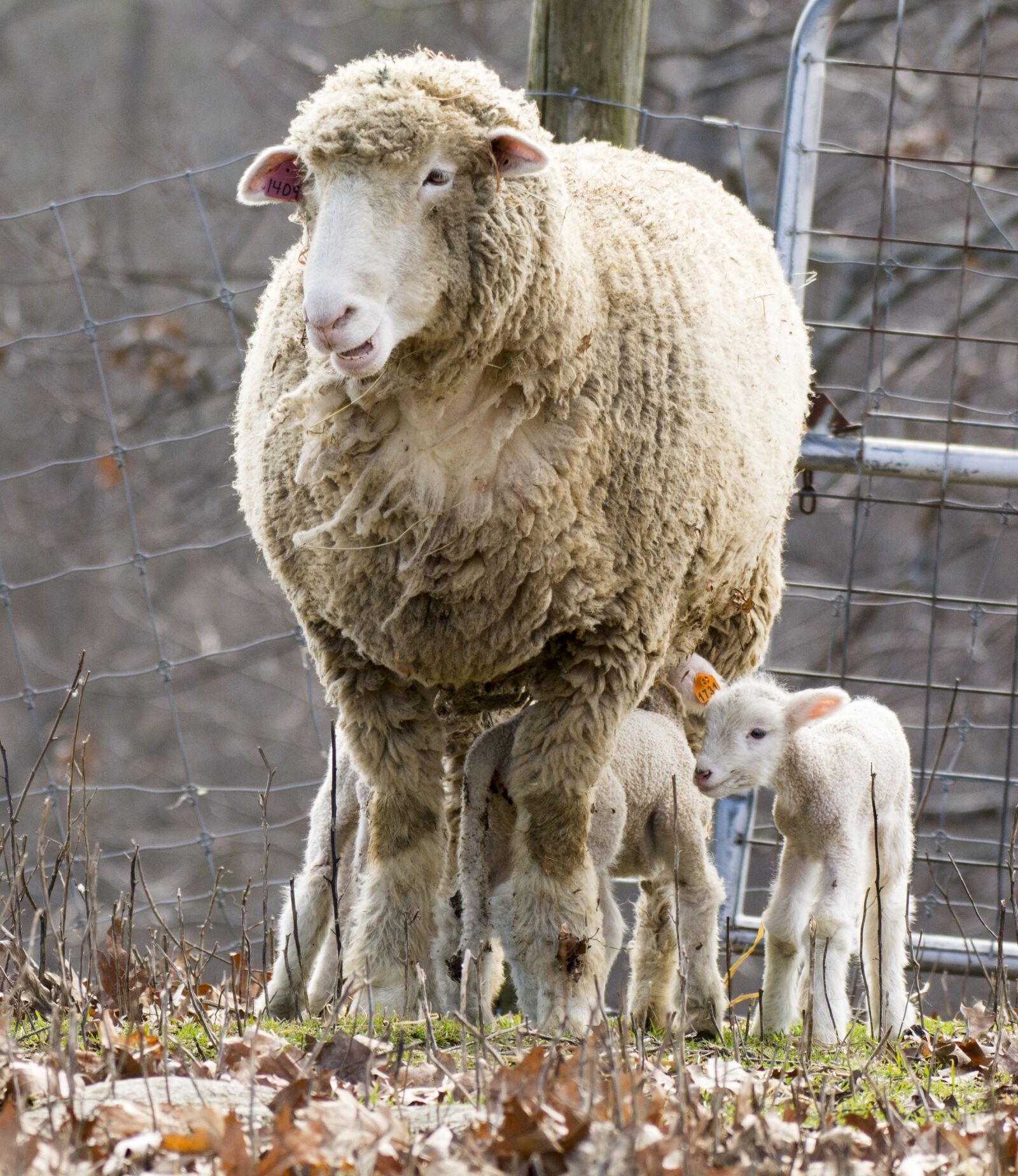 Nikon D5200 sample photo. Farm, animal, sheep photography