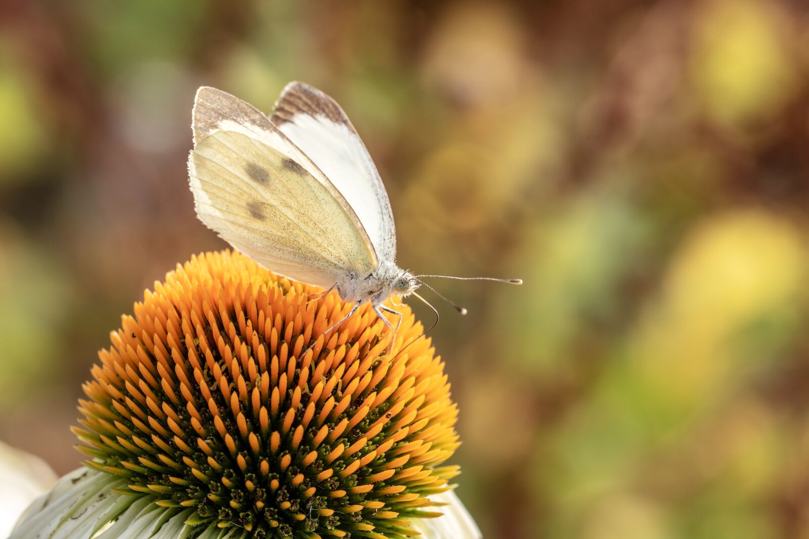 Canon EOS 750D (EOS Rebel T6i / EOS Kiss X8i) sample photo. Butterfly, white ling, small photography