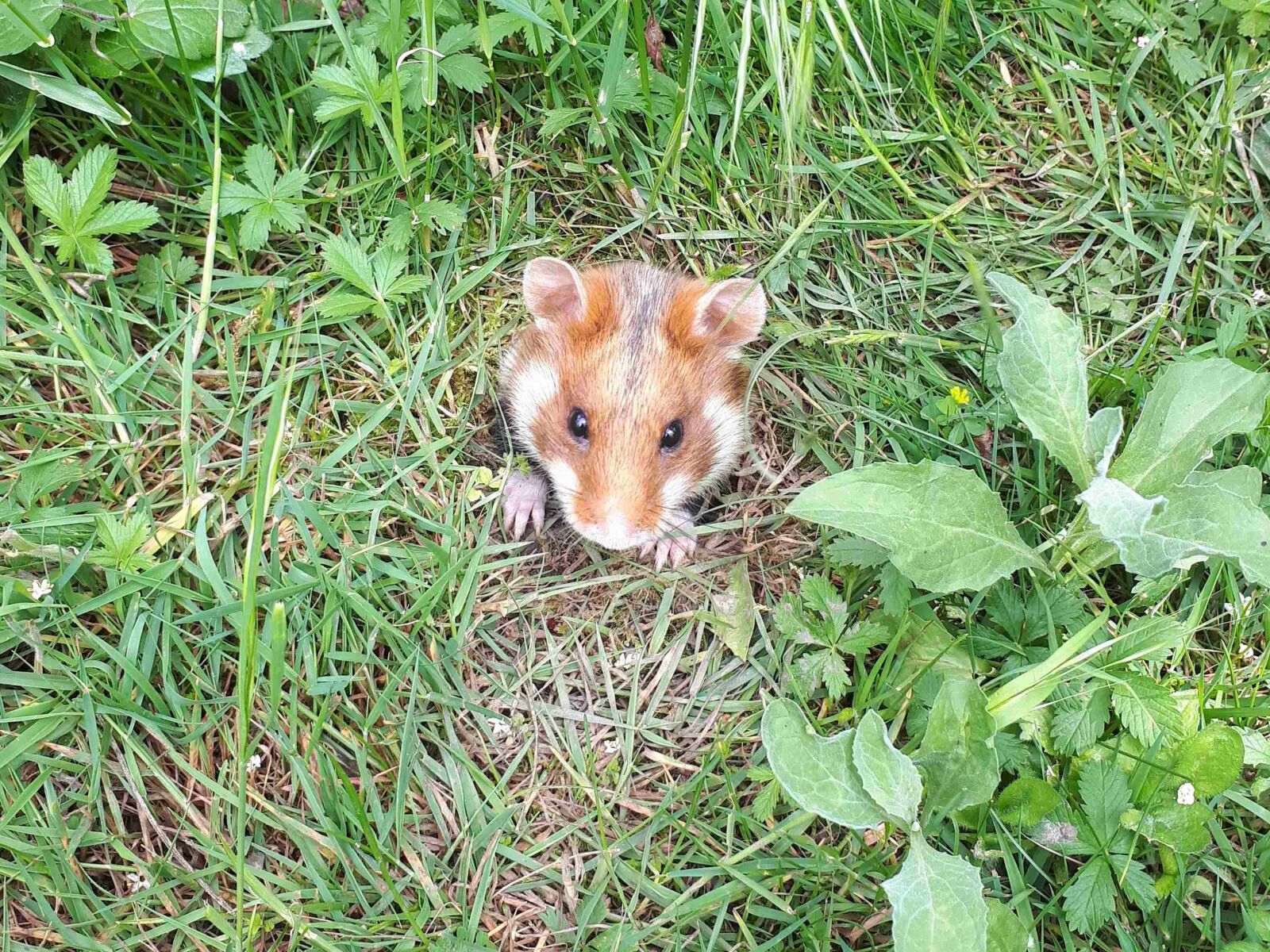 Samsung Galaxy A5(2017) sample photo. Hamster, nature, animals photography