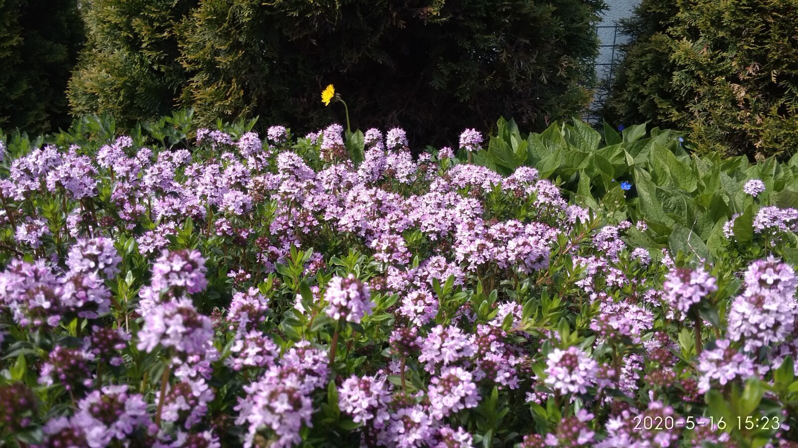 Xiaomi Redmi 4A sample photo. Rosemary, flowers, spring photography