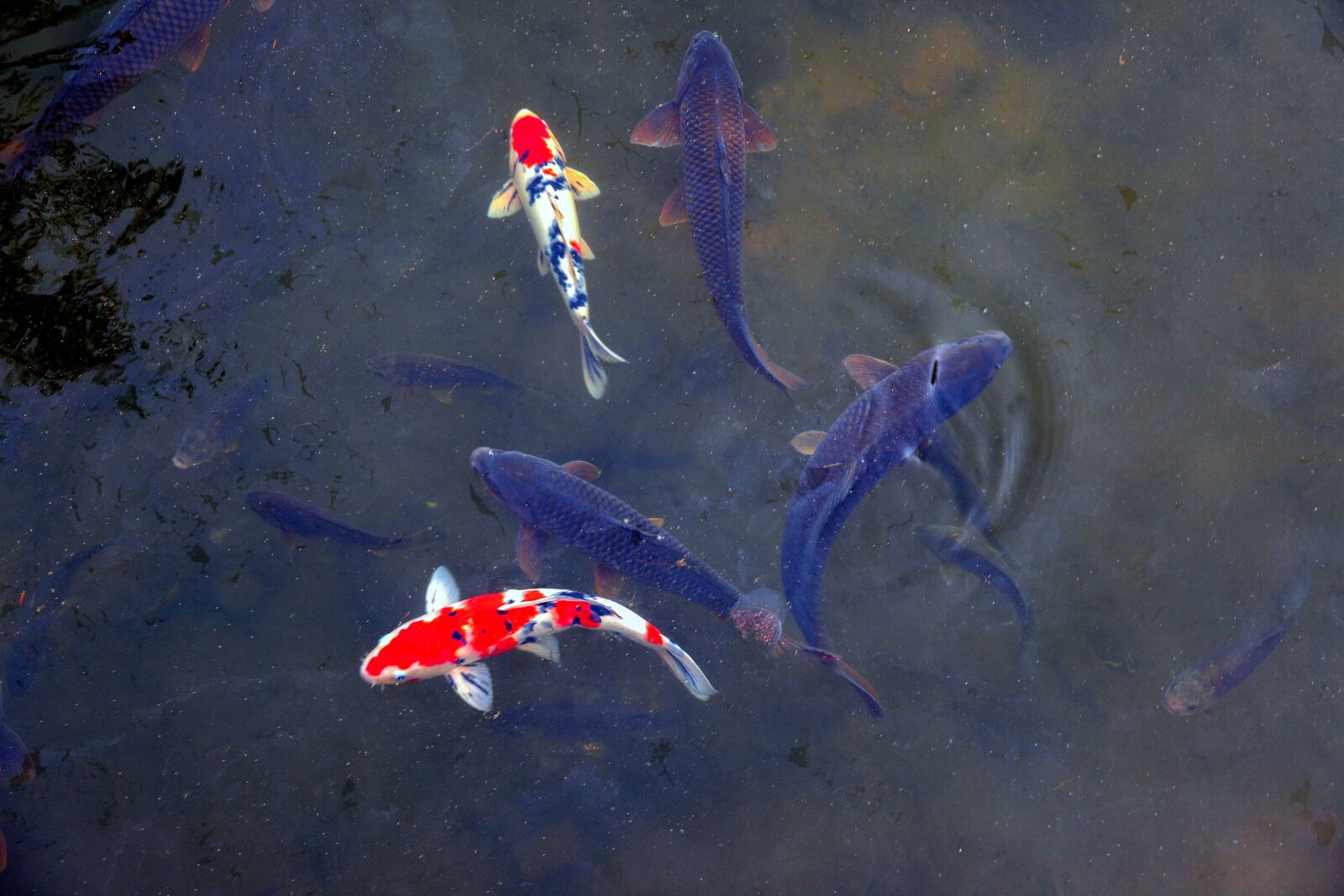 Canon EOS 5D Mark II sample photo. Fish, nature, pond photography
