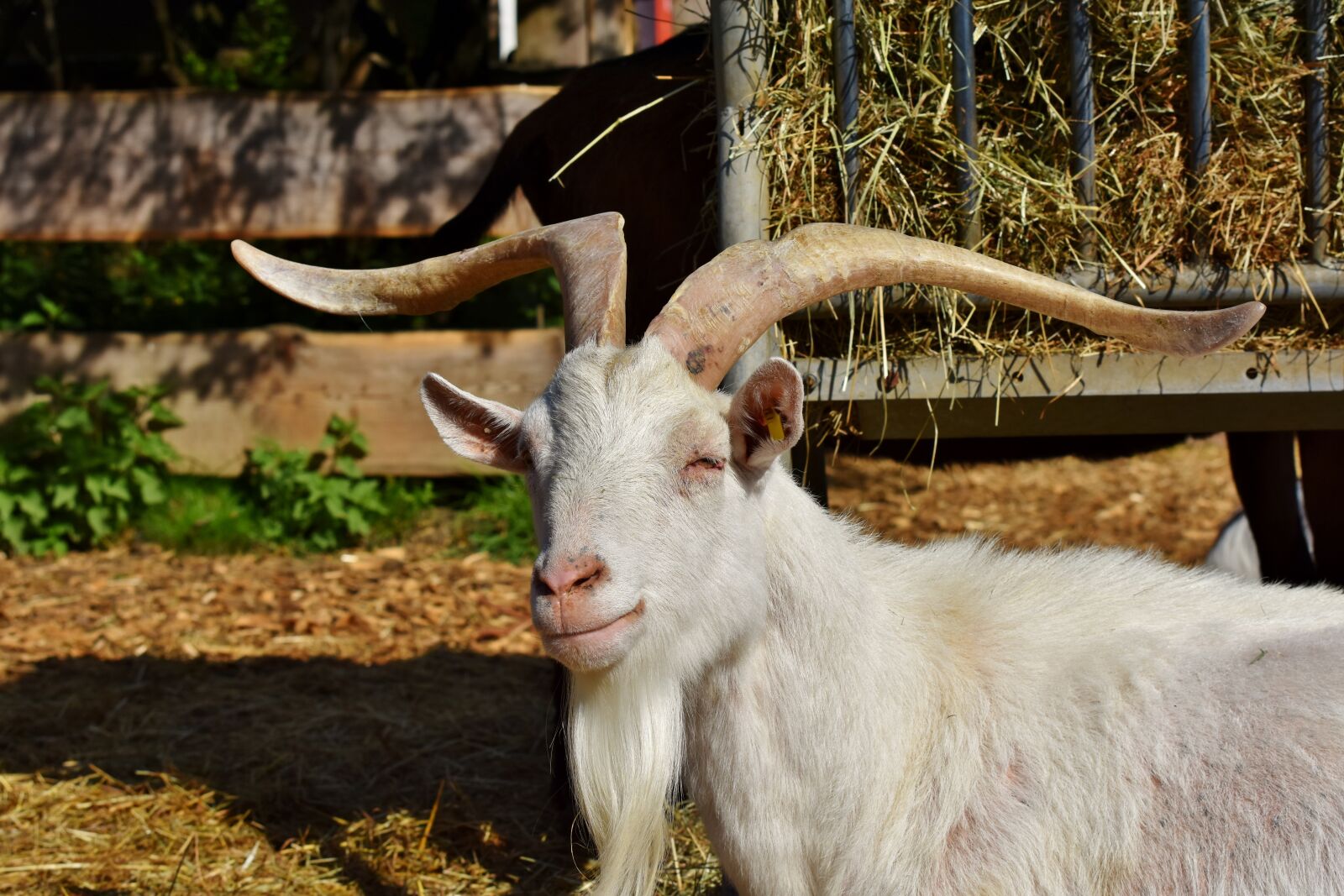 Nikon D7200 sample photo. Goat, billy goat, domestic photography