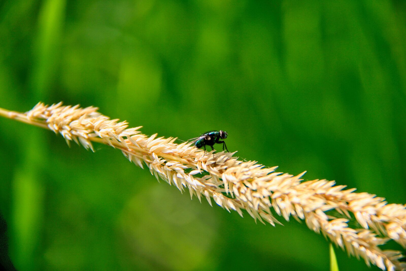 Canon EOS 400D (EOS Digital Rebel XTi / EOS Kiss Digital X) sample photo. Fly, insect, grass photography