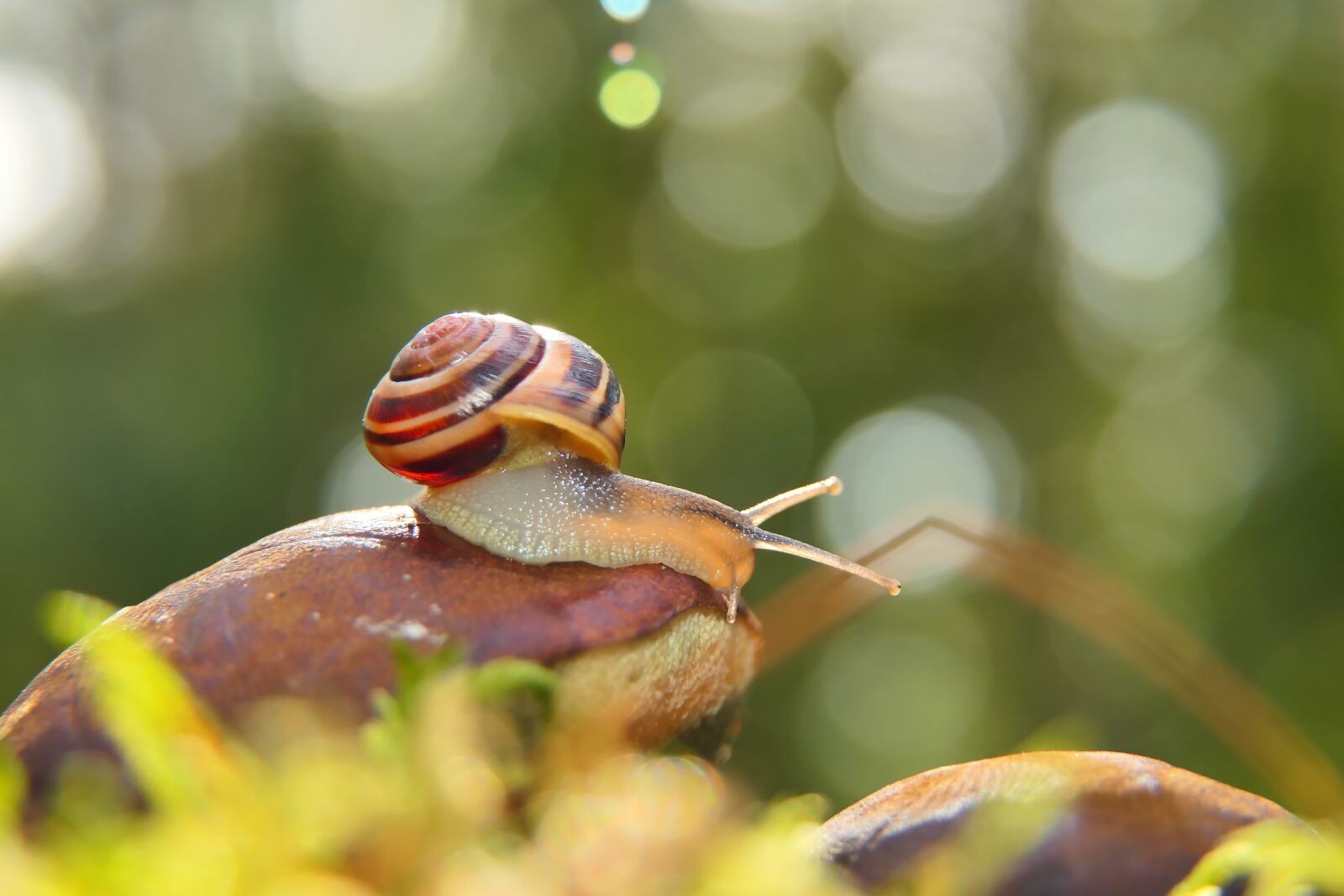 Panasonic Lumix DMC-FZ2500 (Lumix DMC-FZ2000) sample photo. Snail, grove snail, mollusc photography