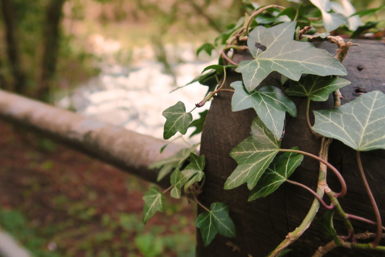 Canon PowerShot G7 X sample photo. Cold, winter, ivy photography