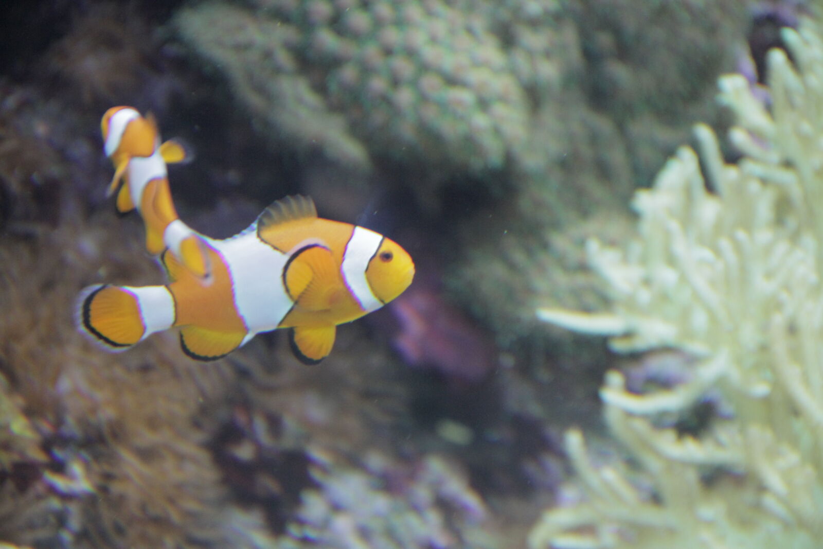 Canon EOS 7D sample photo. Clown, fish, clownfish, coral photography