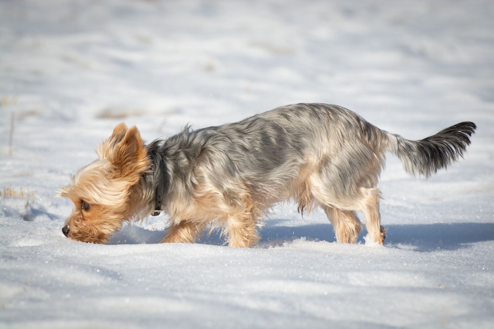Nikon D7100 sample photo. Dog, yorkie, yorkshire terrier photography