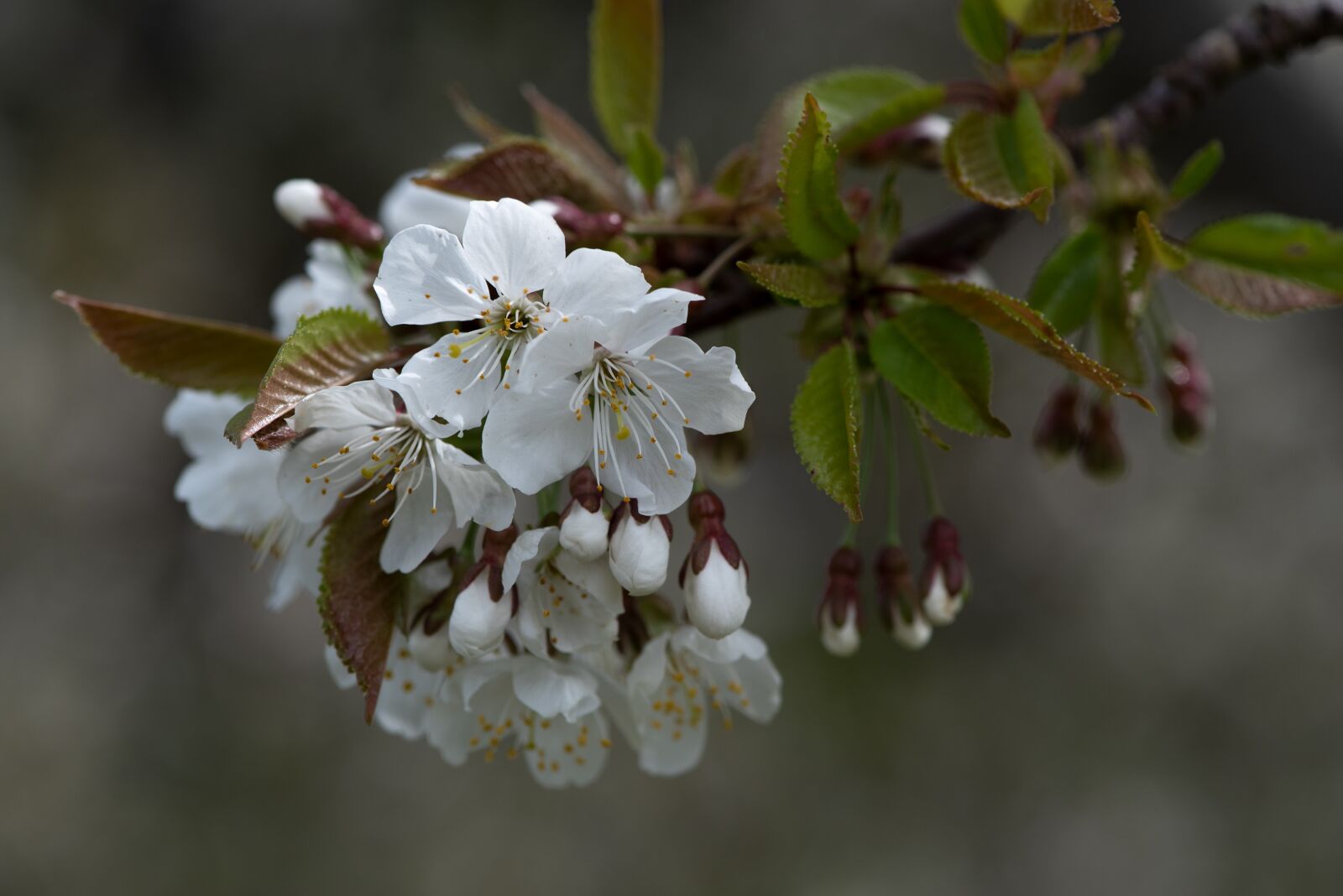 Nikon D750 sample photo. Flowers, white, branch photography