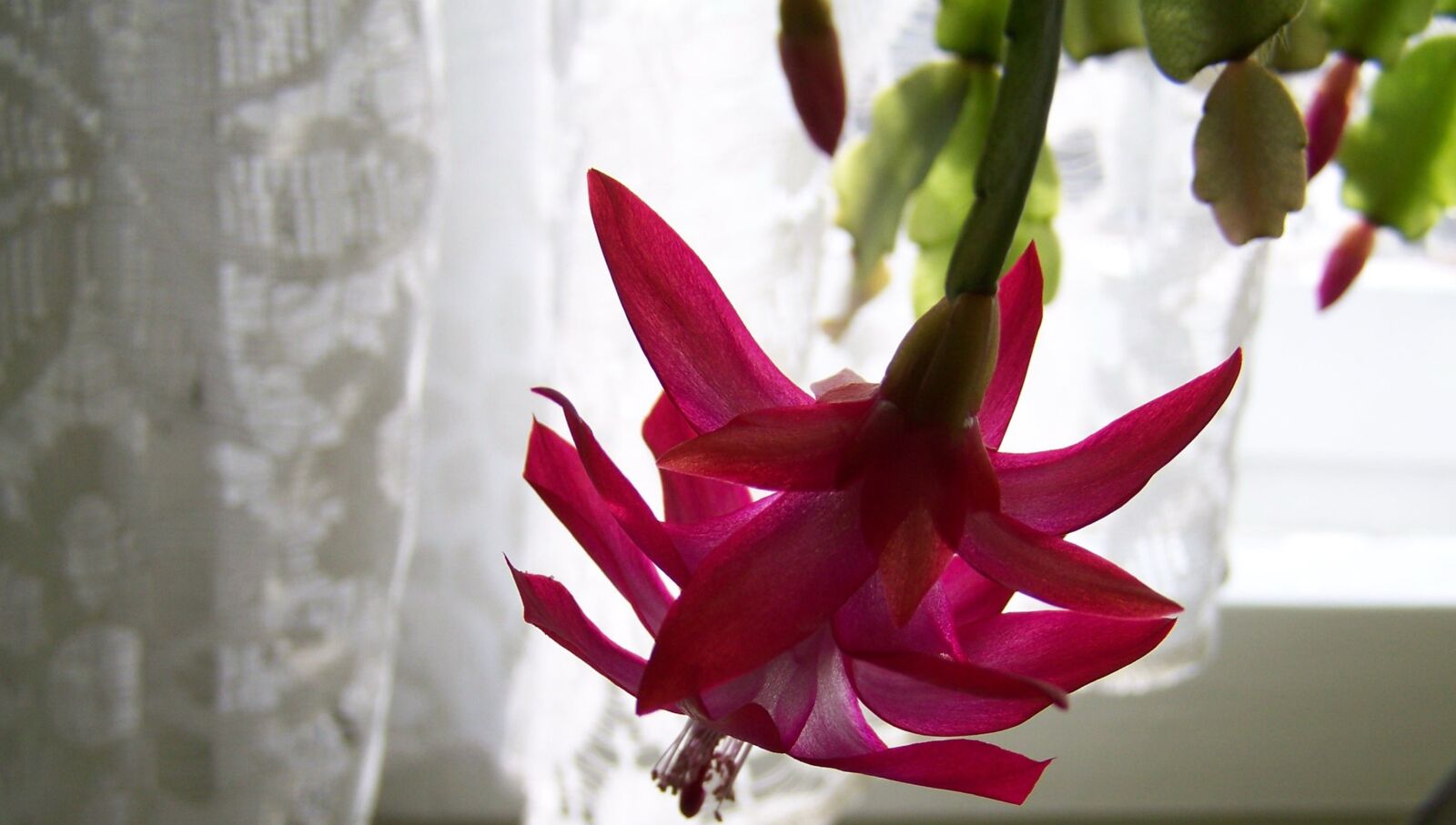 Kodak EASYSHARE ZD710 ZOOM DIGITAL CAMERA sample photo. Christmas cactus, pink, room photography