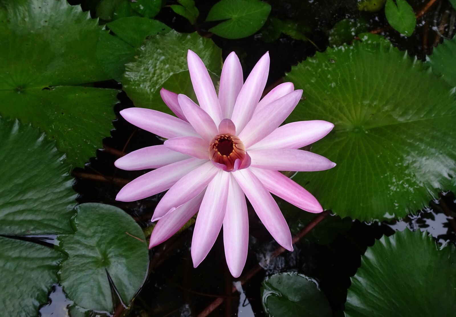 Sony Cyber-shot DSC-HX90V sample photo. Lily, flower, red water photography