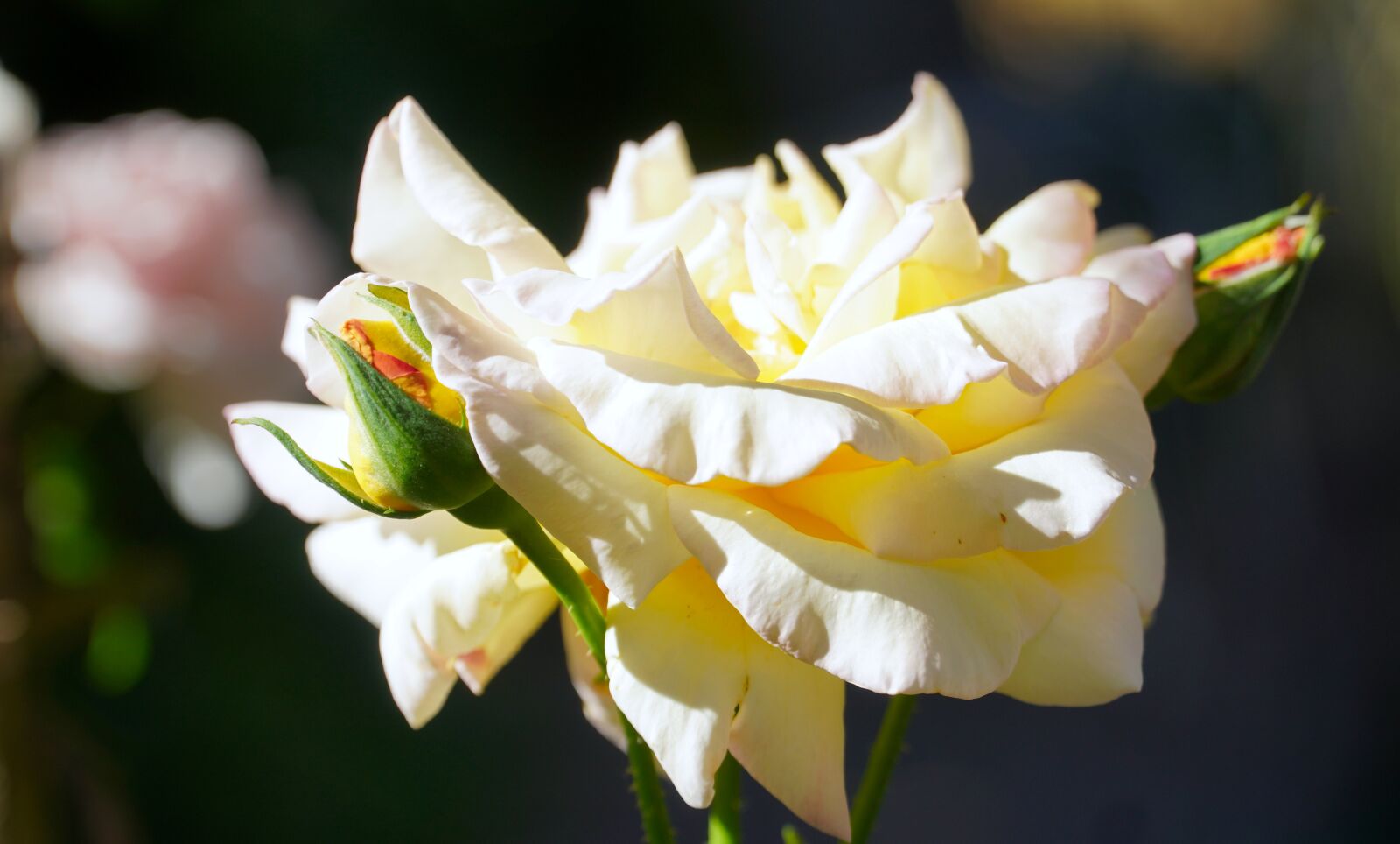 Sony E PZ 18-105mm F4 G OSS sample photo. Rose, blossom, bloom photography