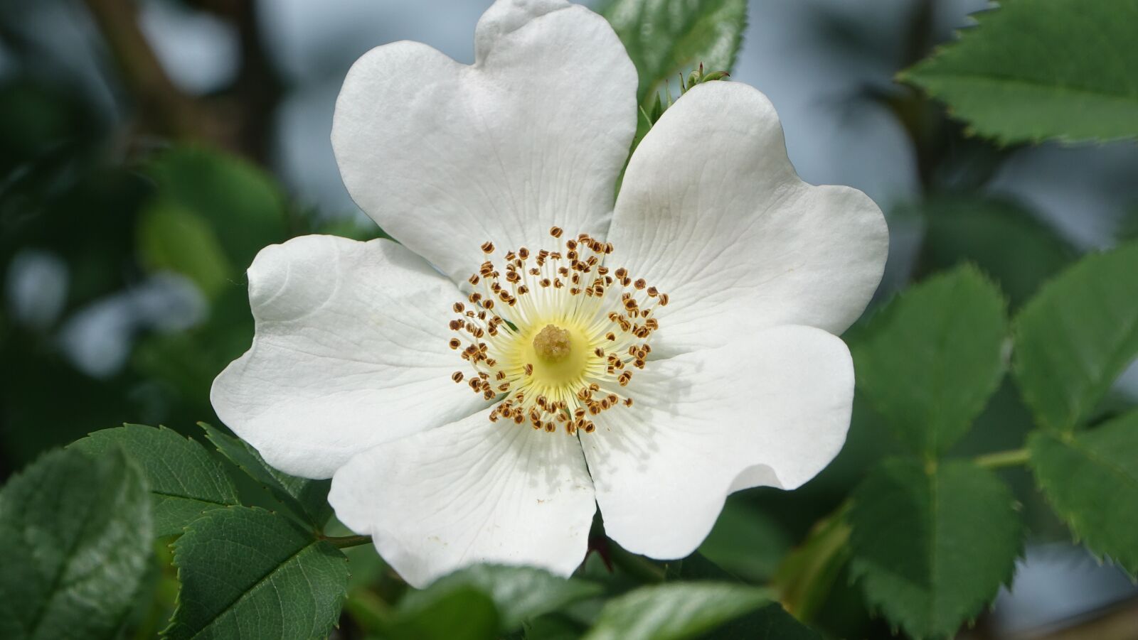 Sony Cyber-shot DSC-RX10 III sample photo. Wild rose, field, nature photography
