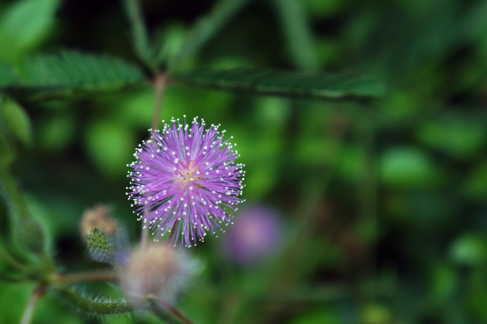 Sony Alpha NEX-5N sample photo. Mimosa, natural, green photography