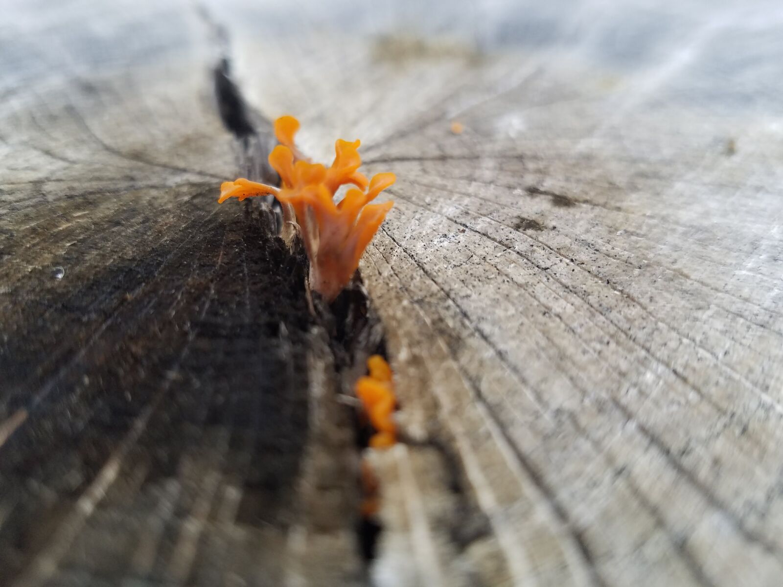 Samsung Galaxy S7 sample photo. Moss, growth, log photography