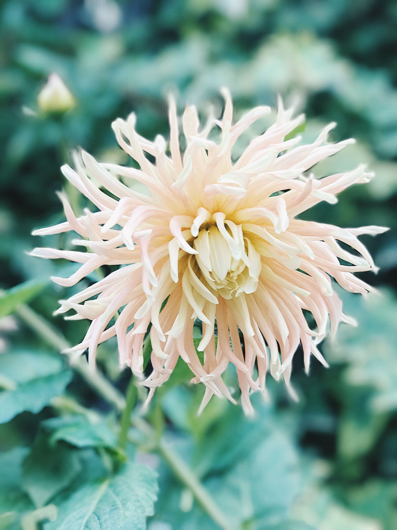 Apple iPhone 7 Plus sample photo. White, spider, mum, flower photography