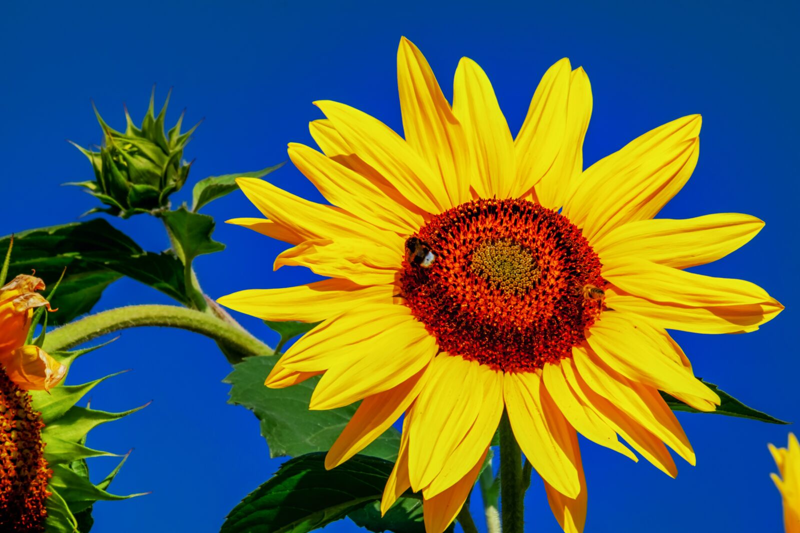 Fujifilm XF 55-200mm F3.5-4.8 R LM OIS sample photo. Sunflower, helianthus, flower photography