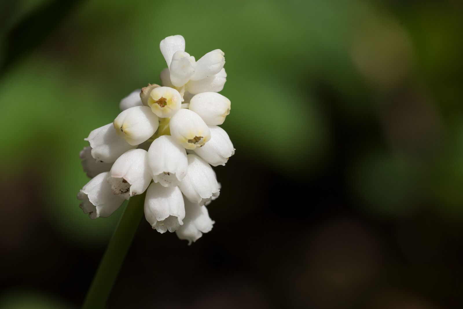 Nikon D7200 sample photo. Nature, flower, plant photography