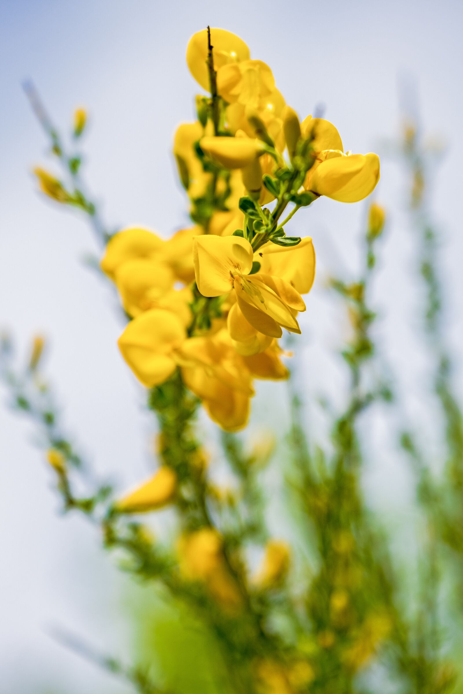 Fujifilm X-T3 sample photo. Broom, blossom, bloom photography