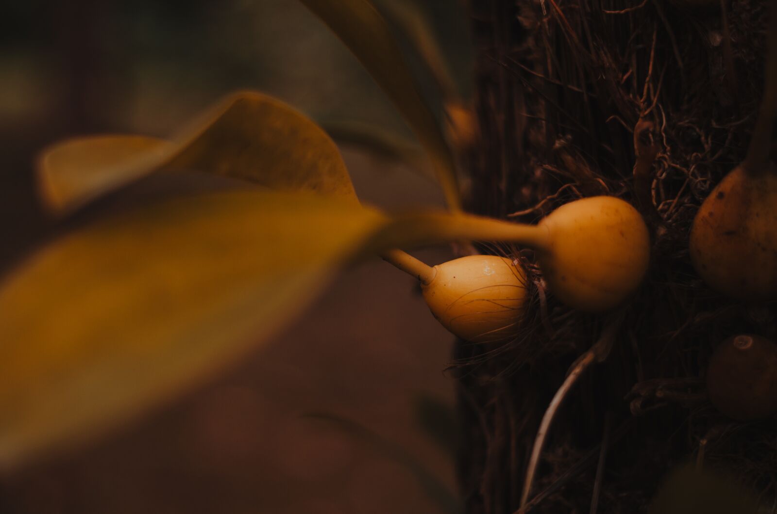 Nikon D5100 sample photo. Plant, seed, dandelion photography