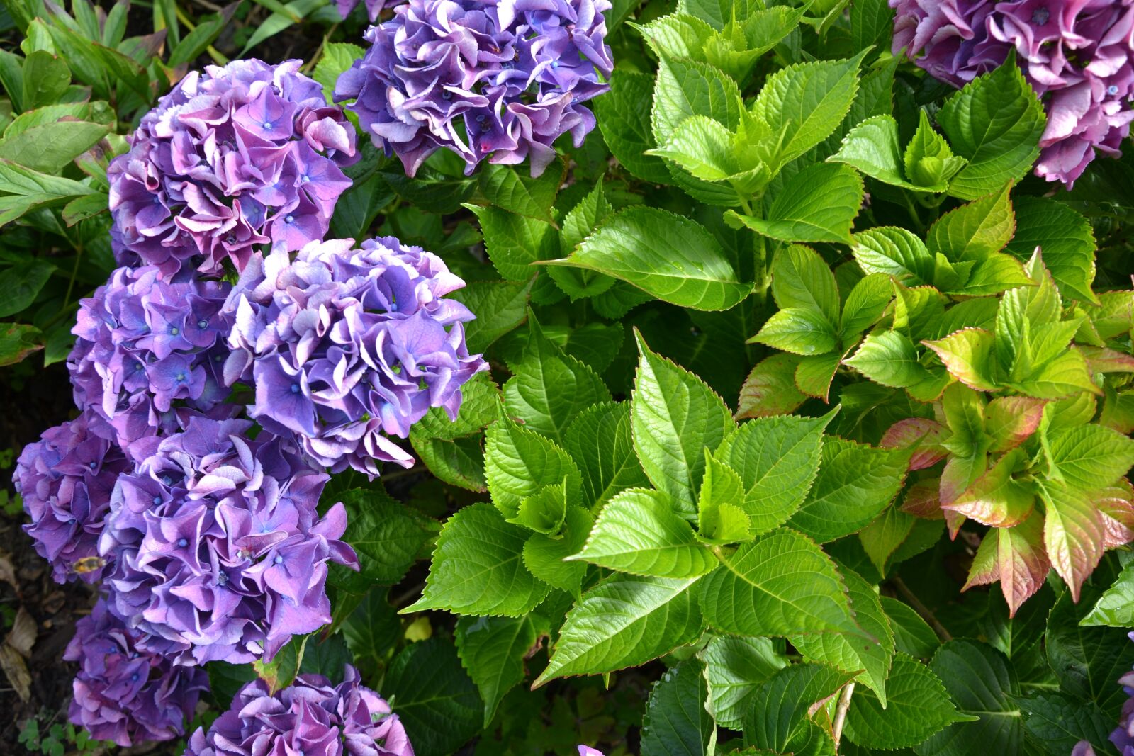 Nikon D3100 sample photo. Hydrangea, purple, green photography