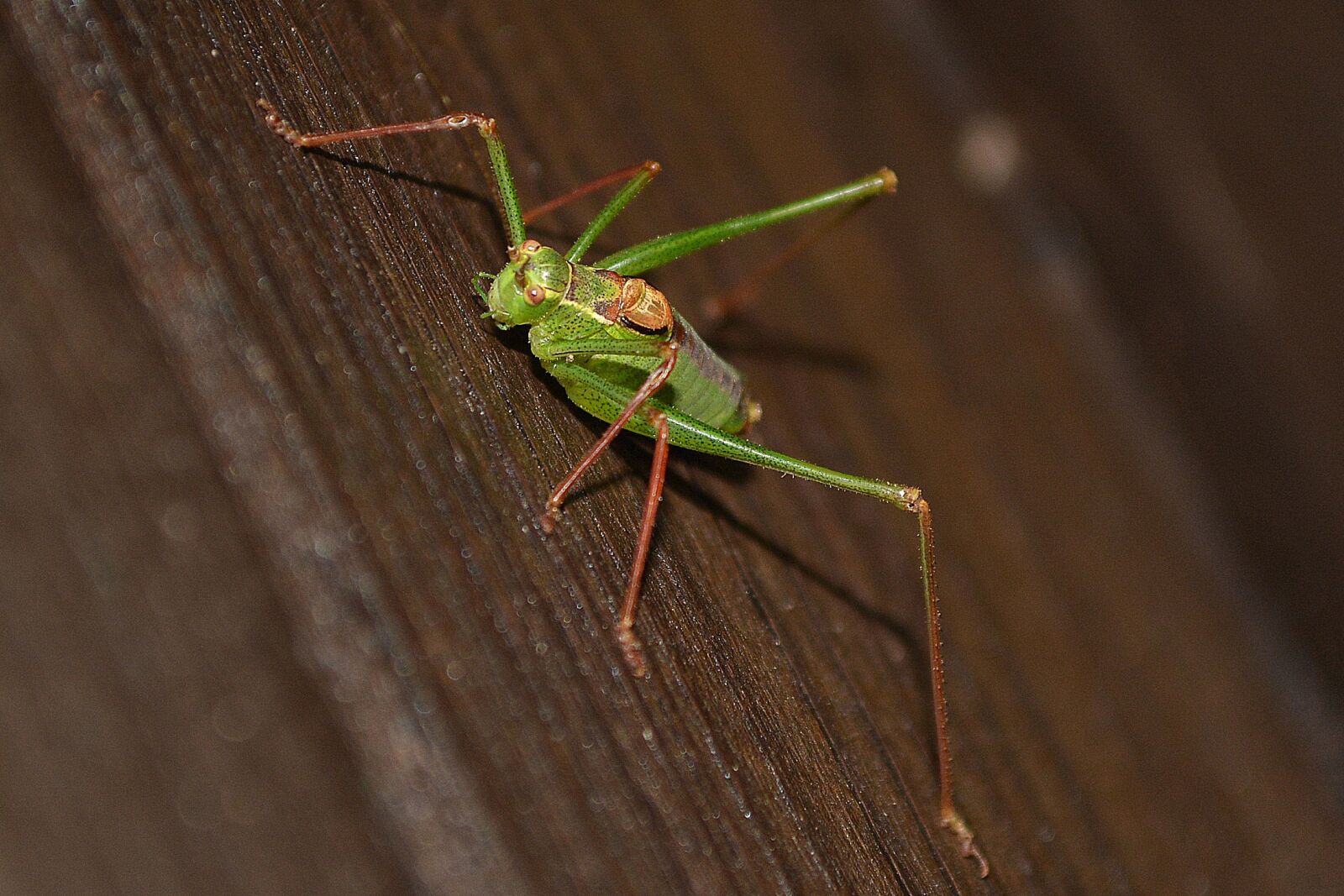 Nikon D5200 sample photo. Grasshopper, green, insect photography