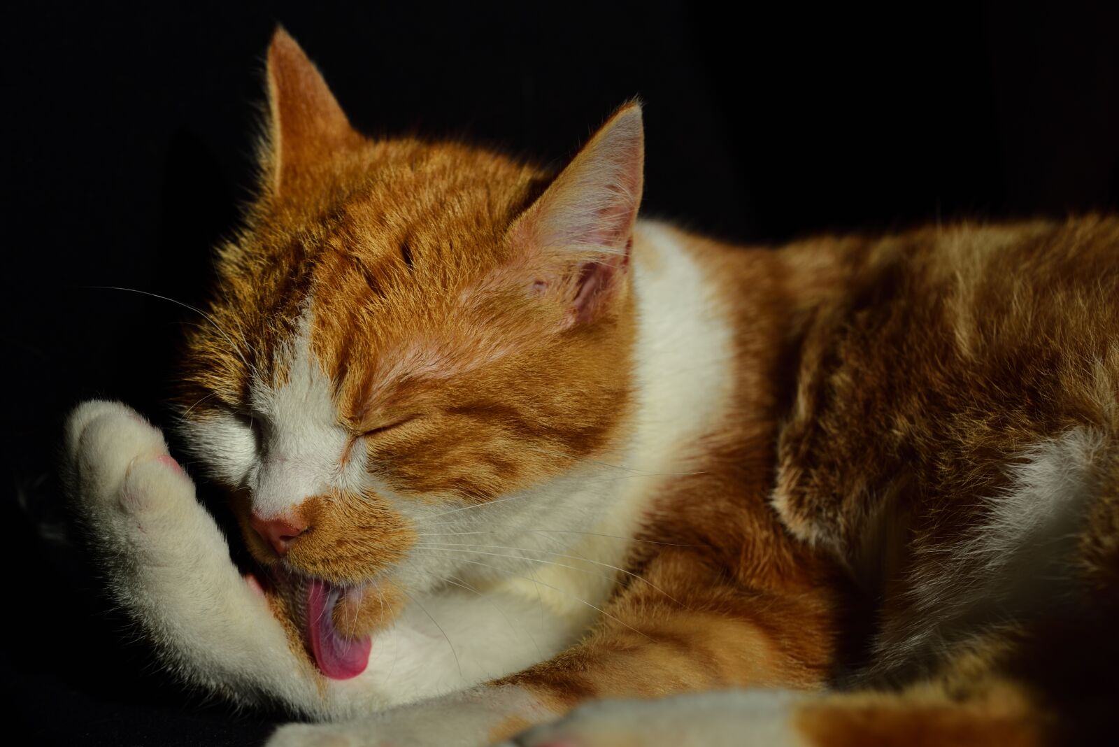 Nikon D750 sample photo. Cat, domestic cat, pet photography