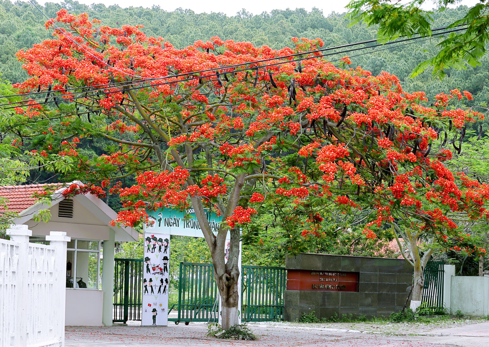 Canon EF 70-200mm F2.8L USM sample photo