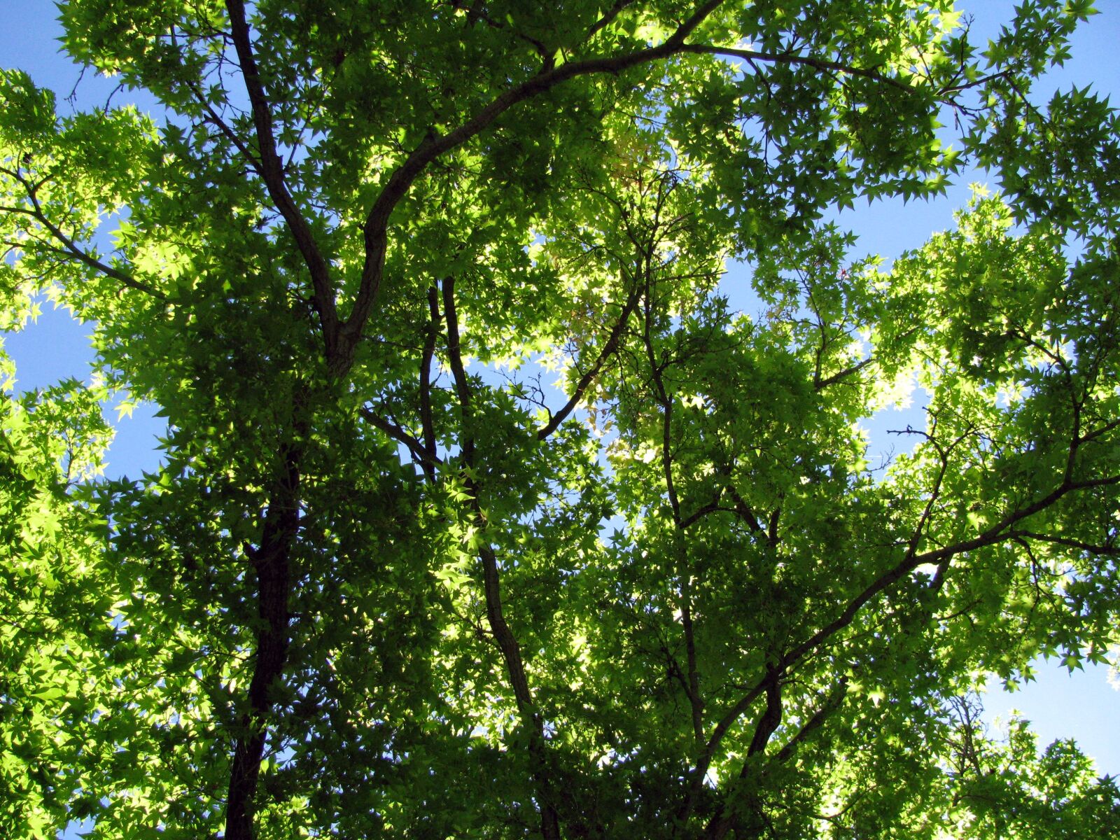 Canon POWERSHOT SX100 IS sample photo. Trees, leaves, branches photography