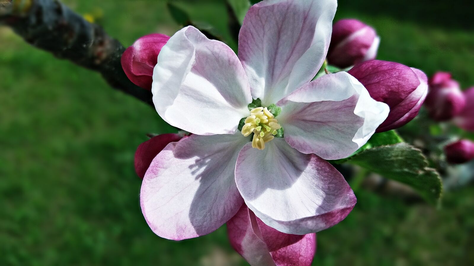 Samsung Galaxy J5 sample photo. Flower, tree, spring photography