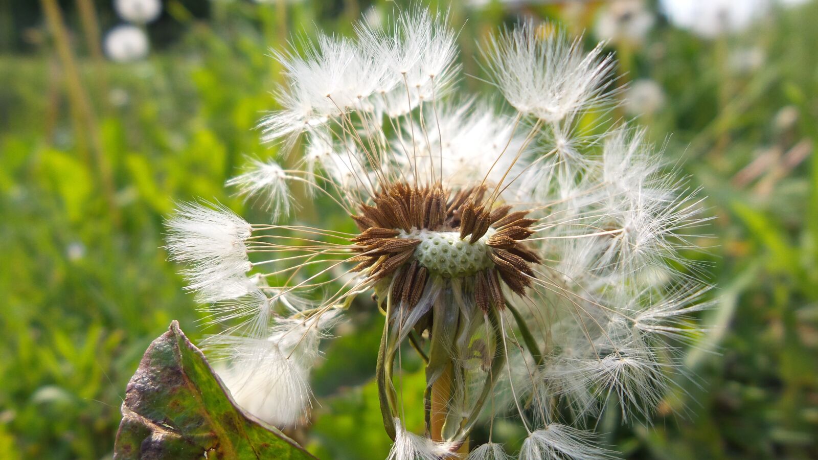 Samsung Galaxy S4 Zoom sample photo. White, faded dandelion, fluff photography