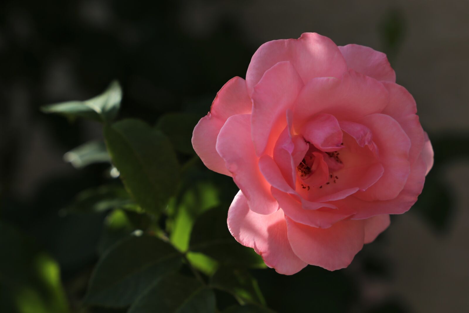 Canon EF 24-105mm F3.5-5.6 IS STM sample photo. Pink rose papillon, flower photography