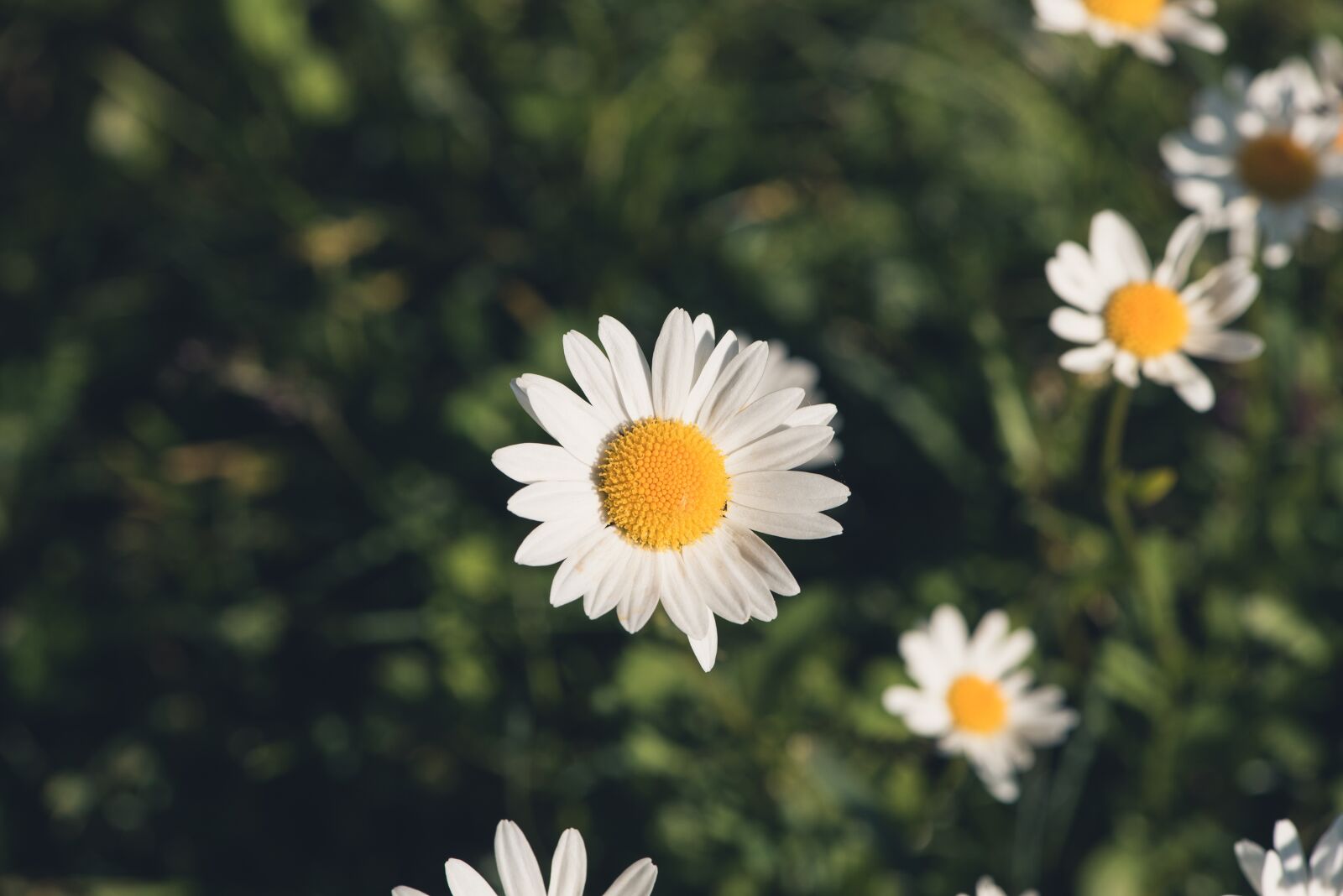 Nikon D750 sample photo. Daisies, flowers, wildflowers photography